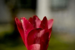 takapihantulppaani-kopio